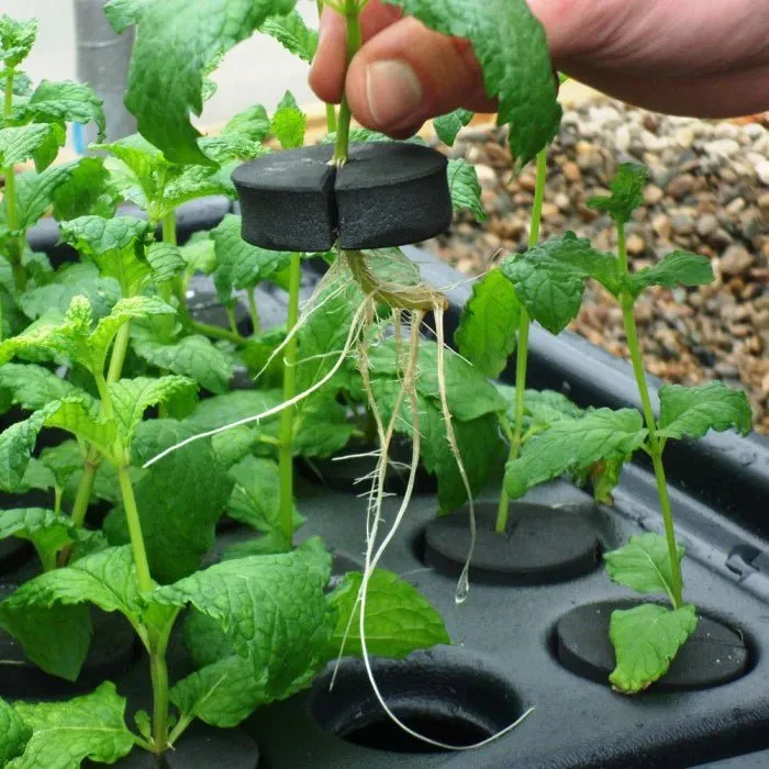 20 Plant Aeroponic Propagation Mister | Nutriculture X-Stream