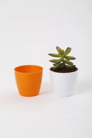 2.5 Inch Orange Singapore Pot (67mm)
