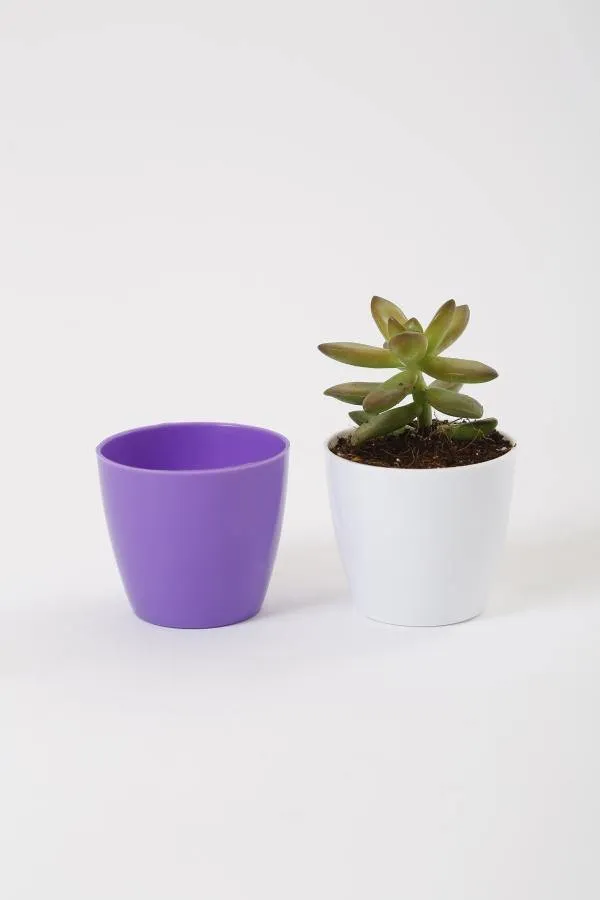 2.5 Inch Violet Singapore Pot (67mm)