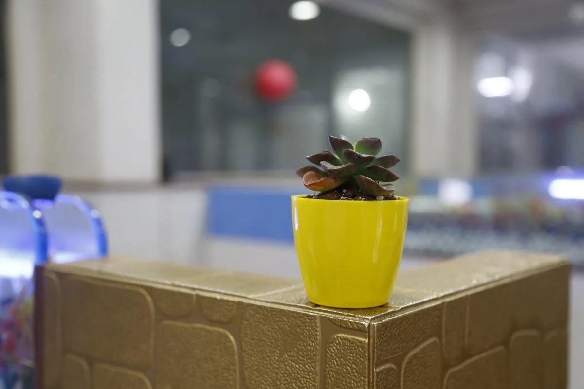 2.5 Inch Violet Singapore Pot (67mm)