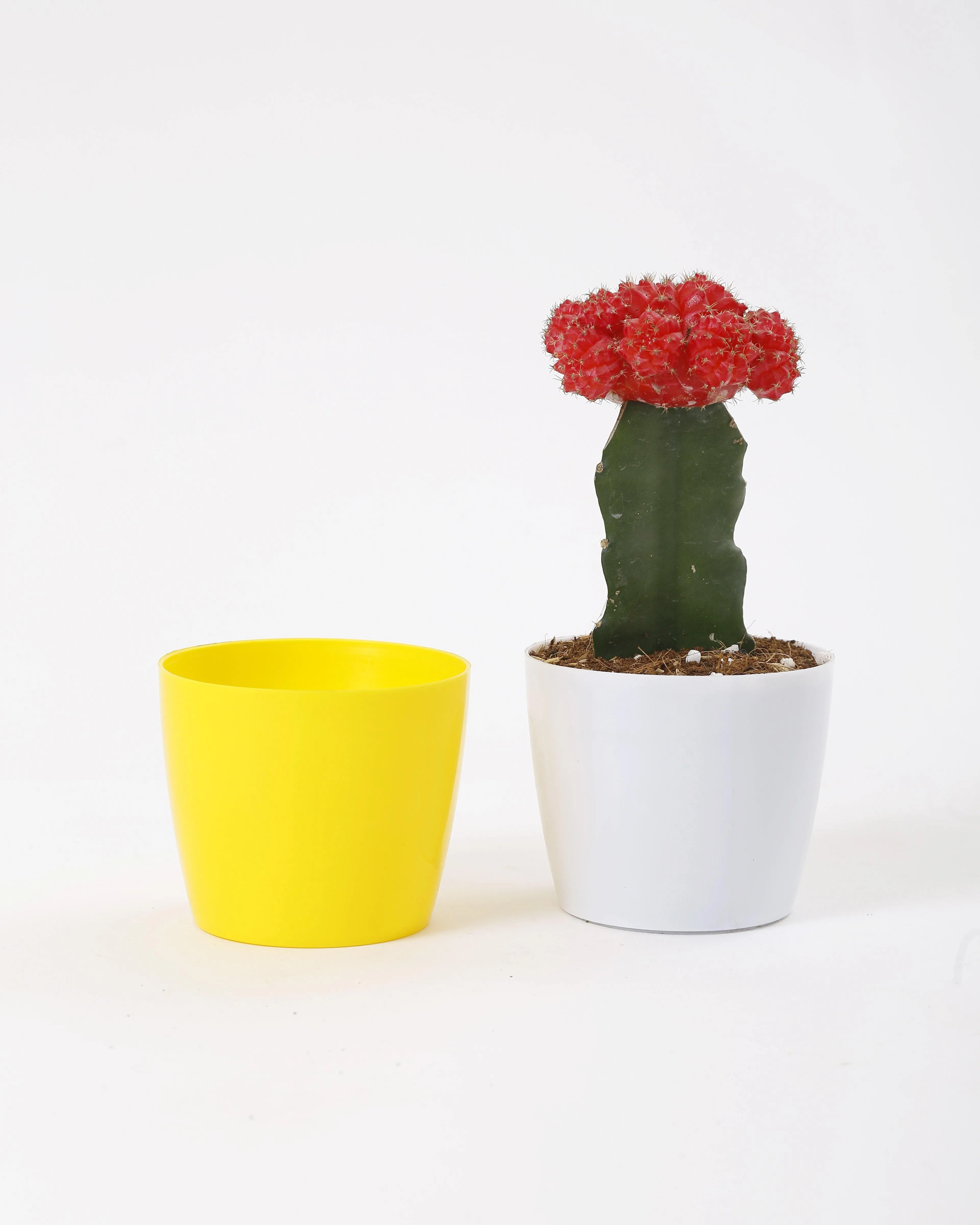 3.5 Inch Yellow Singapore Pot (90mm)