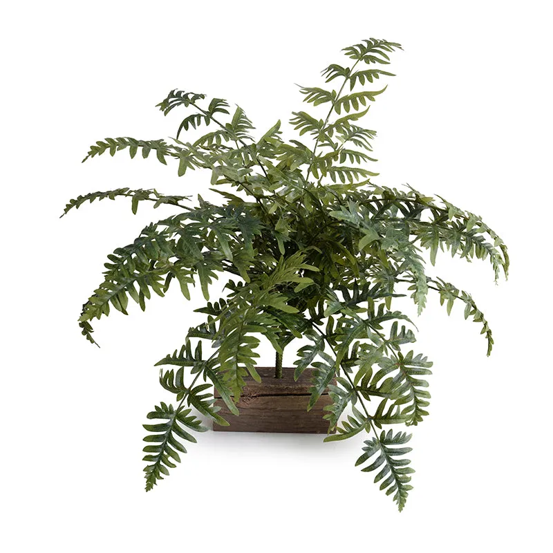 Athyrium Lady Fern Spray, 22"L