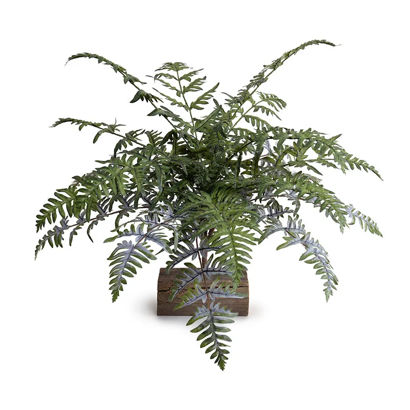 Athyrium Lady Fern Spray, 22"L