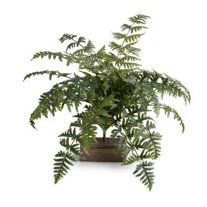 Athyrium Lady Fern Spray, 22"L