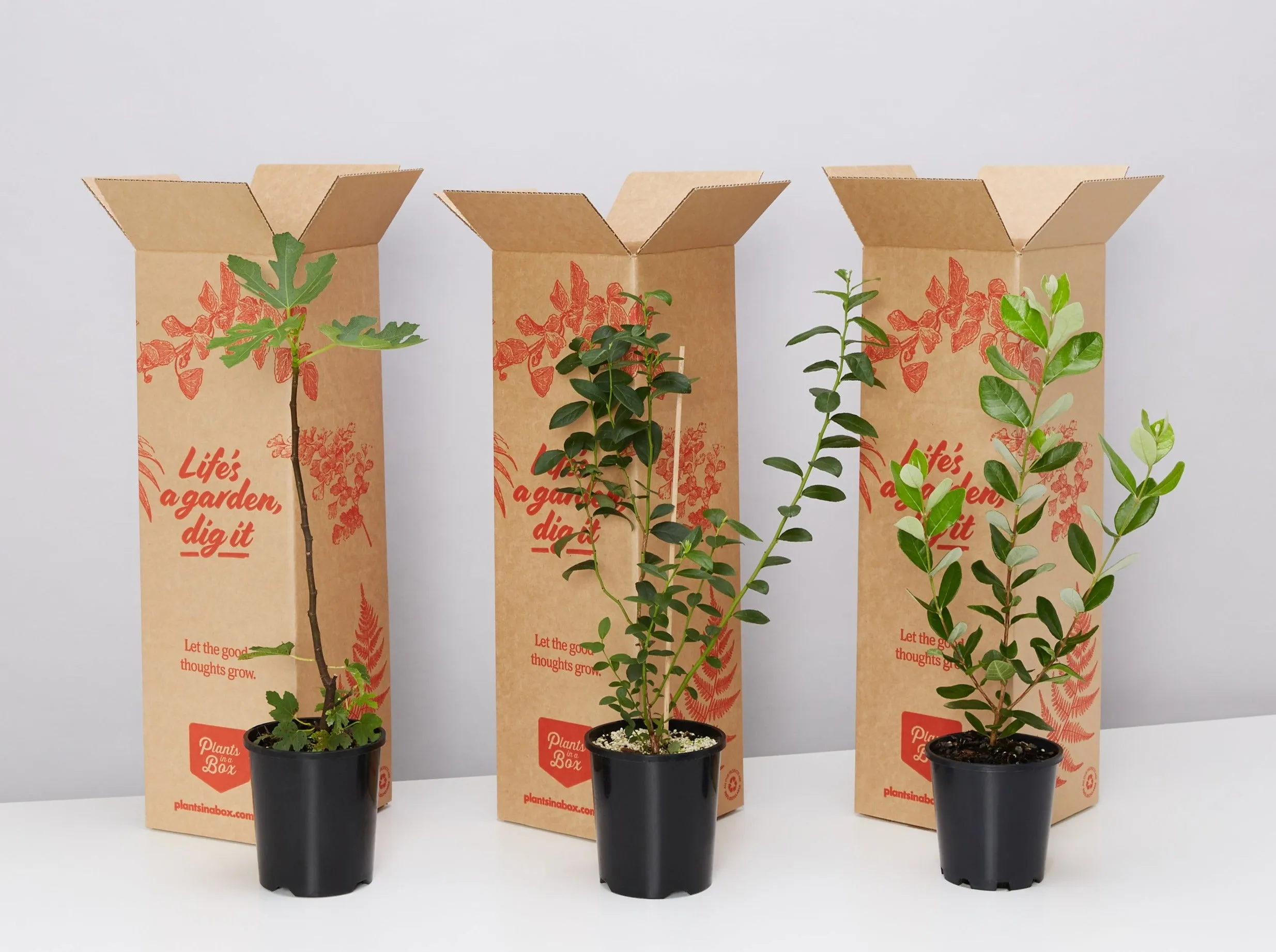 Balcony Garden Full Sun Fruit Tree Set - Large