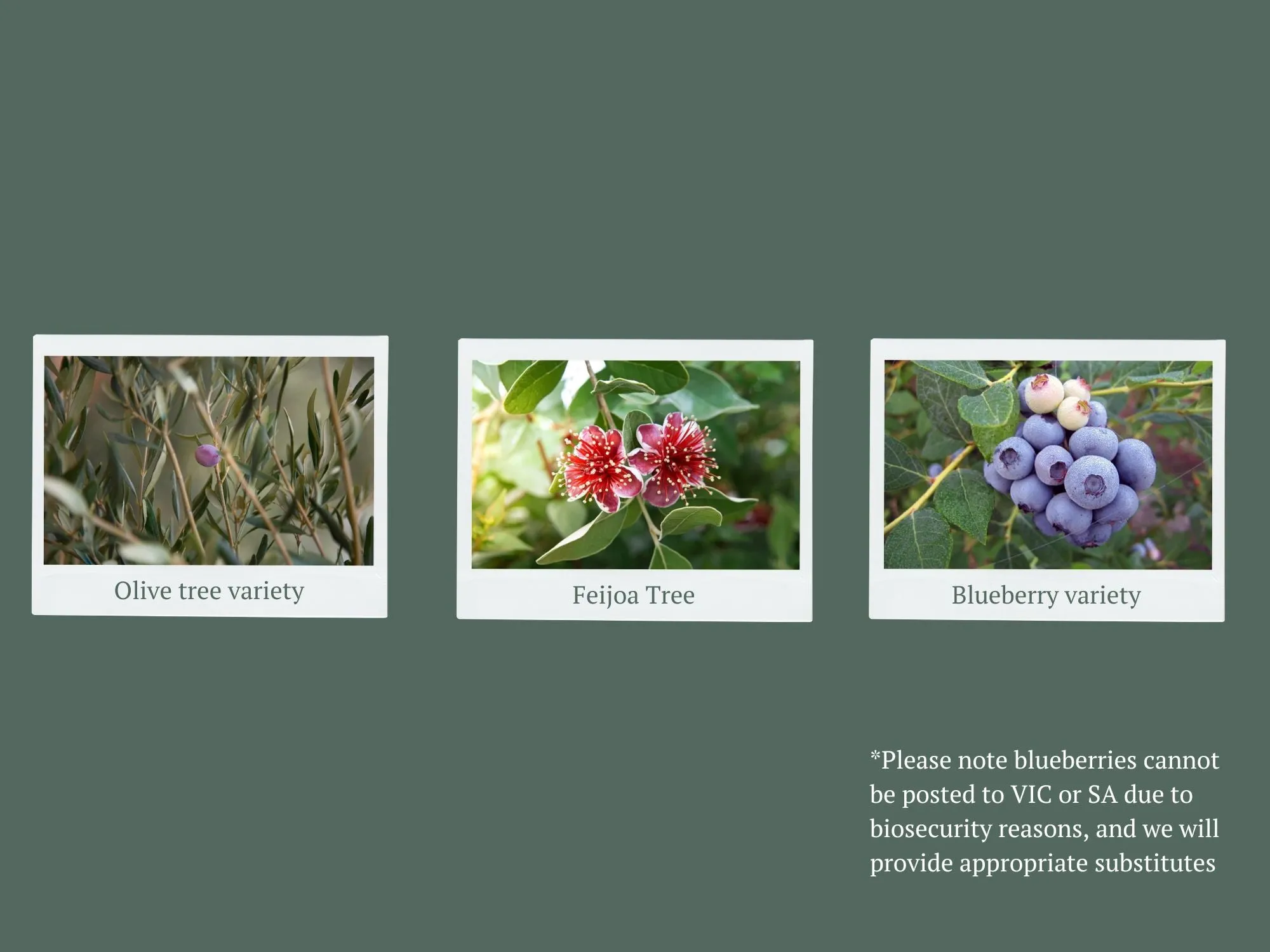 Balcony Garden Full Sun Fruit Tree Set - Large