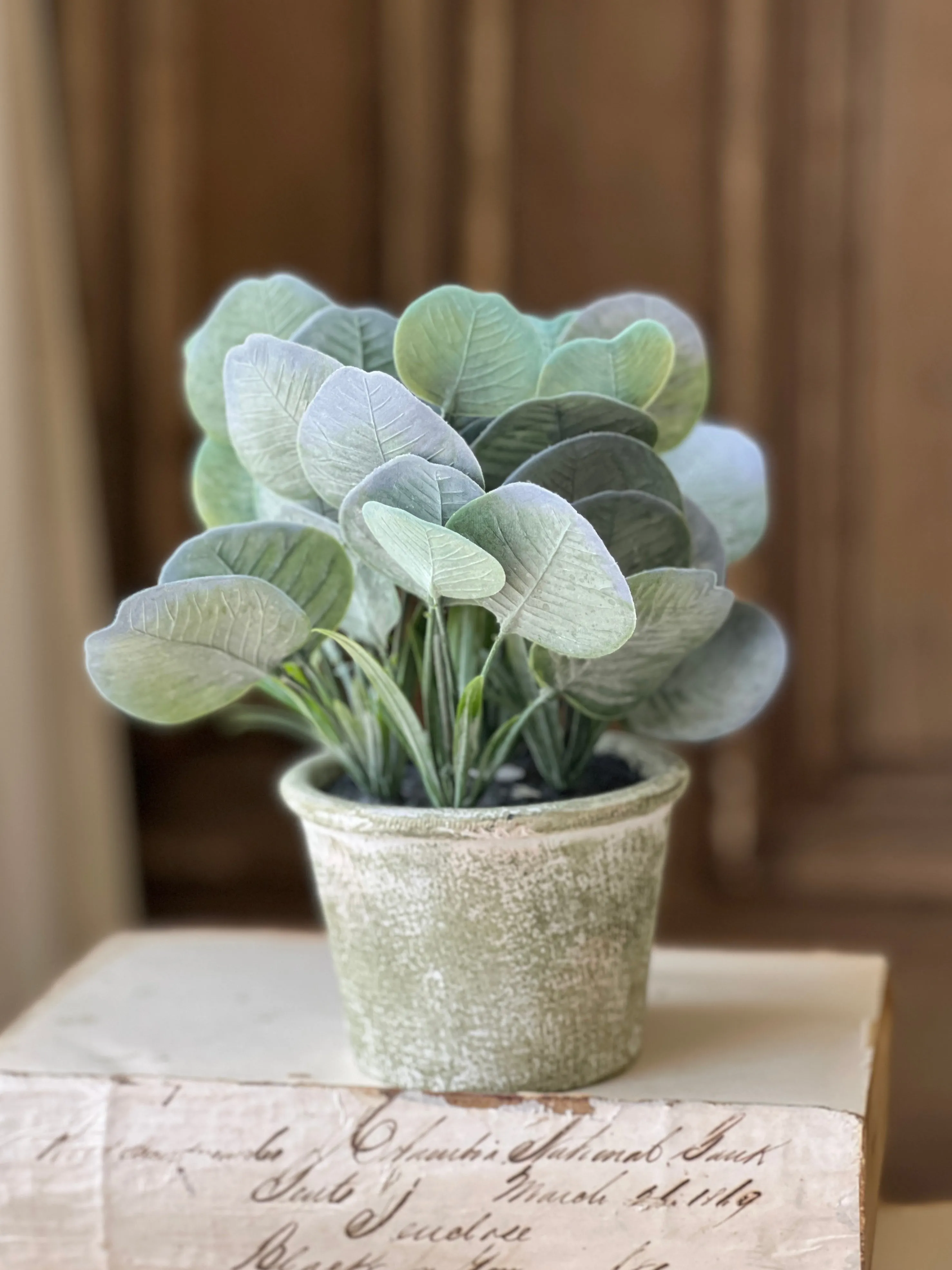 Belmont Pot | 8" | Silver Dollar | NOT CURRENTLY IN STOCK-New For Spring 2025!