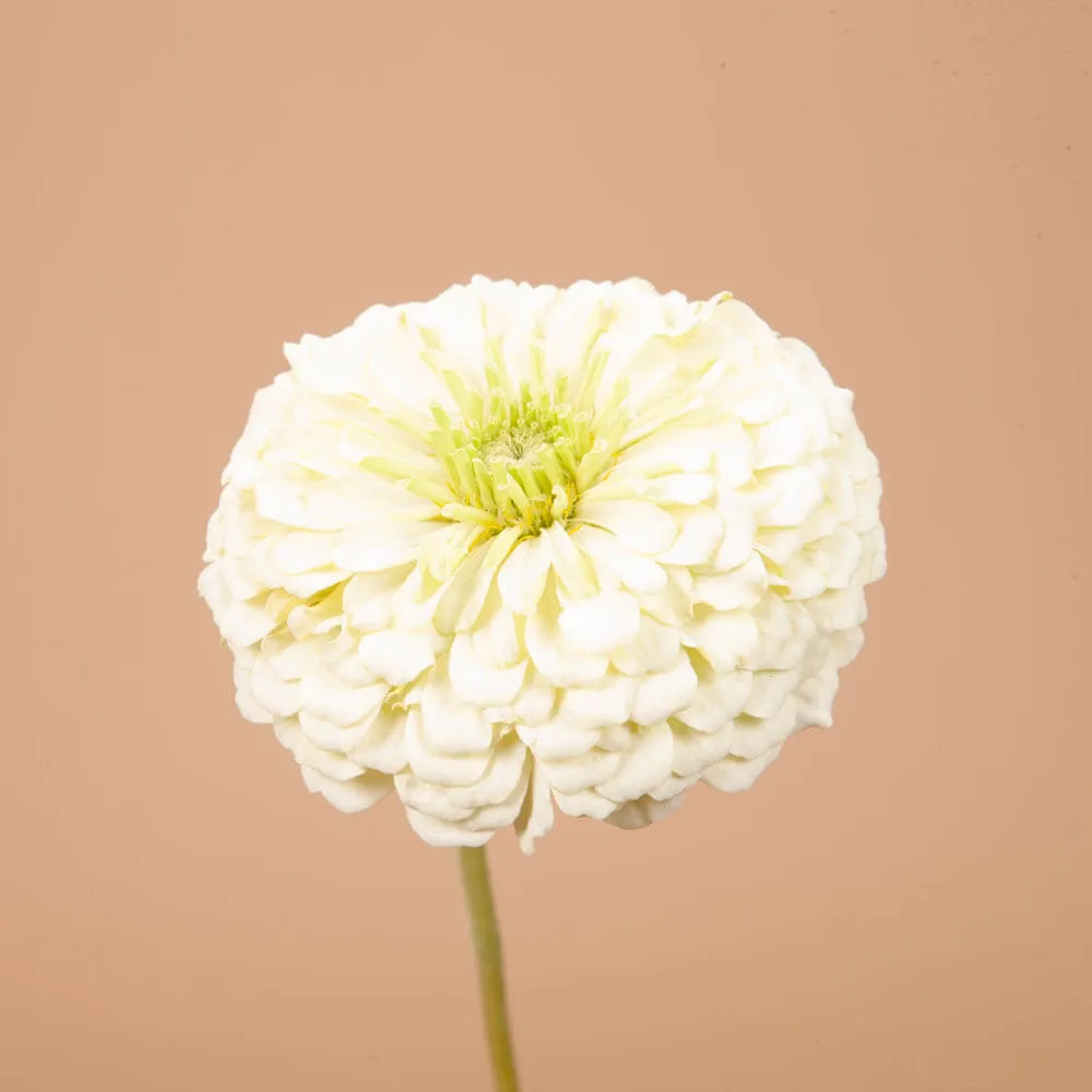 Benary's Giant White Zinnia Seeds