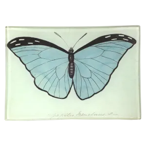 Blue Papilio Butterfly 4.5 x 6.5" Mini-Tray