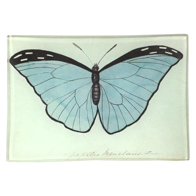 Blue Papilio Butterfly 4.5 x 6.5" Mini-Tray