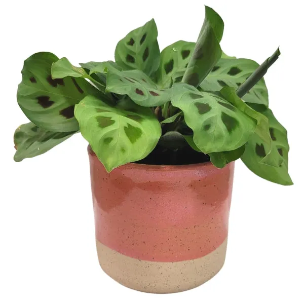 Ceramic Plant Pot - Coral