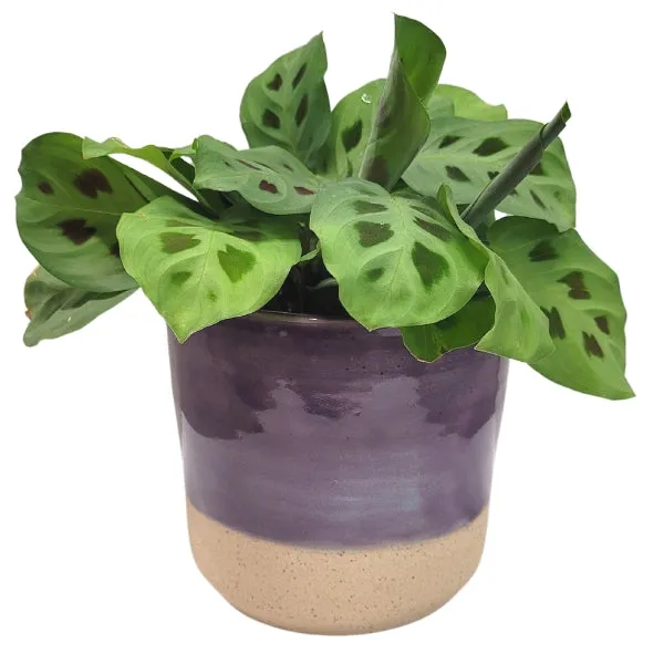 Ceramic Plant Pot - Violet