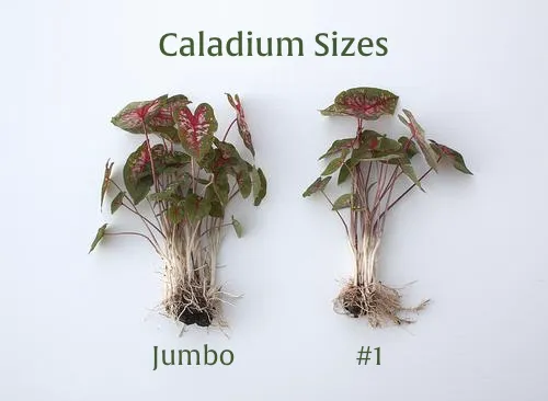 Chartreuse Red Specks Miss Moffat Premium Caladium Bulbs