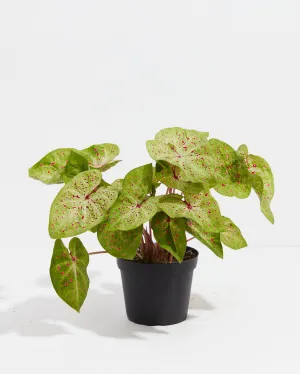 Chartreuse Red Specks Miss Moffat Premium Caladium Bulbs