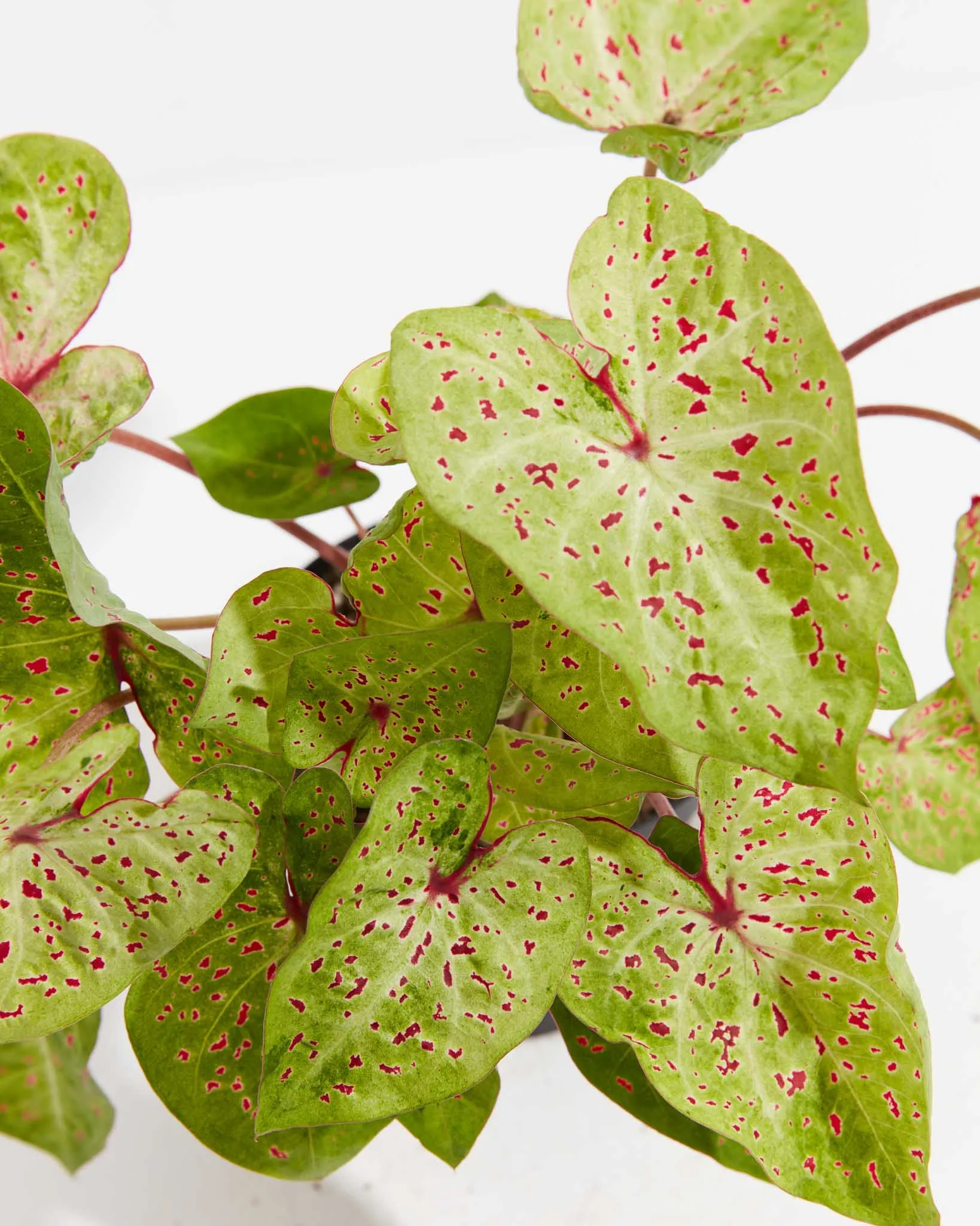 Chartreuse Red Specks Miss Moffat Premium Caladium Bulbs