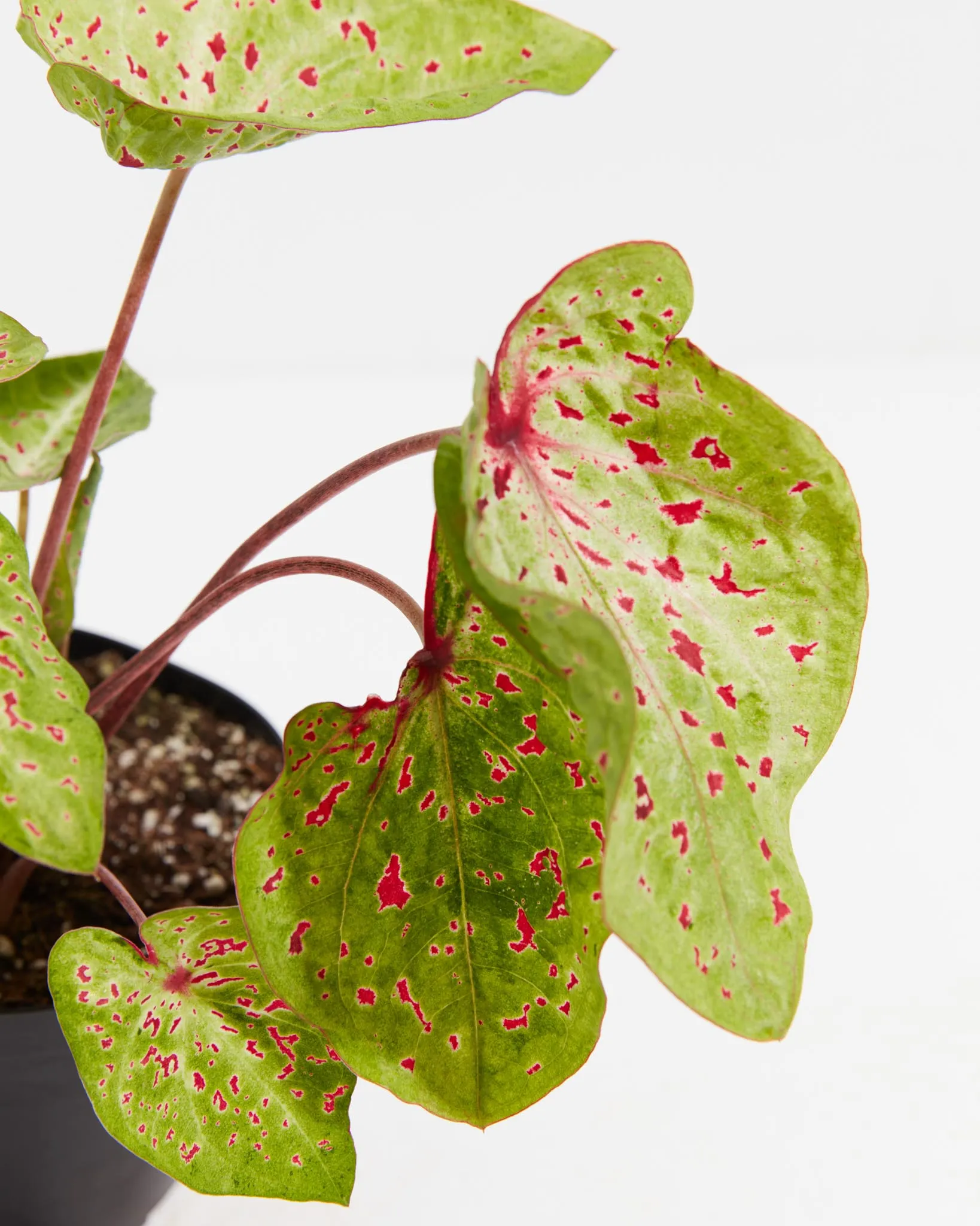 Chartreuse Red Specks Miss Moffat Premium Caladium Bulbs