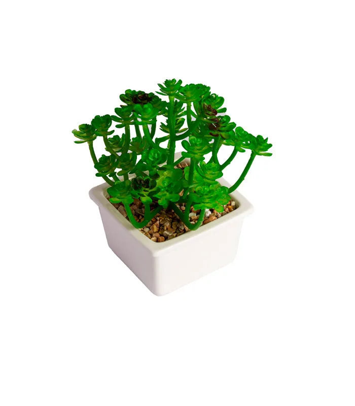 Clover succulent