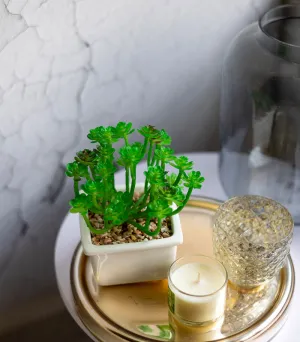 Clover succulent