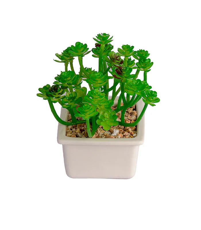 Clover succulent