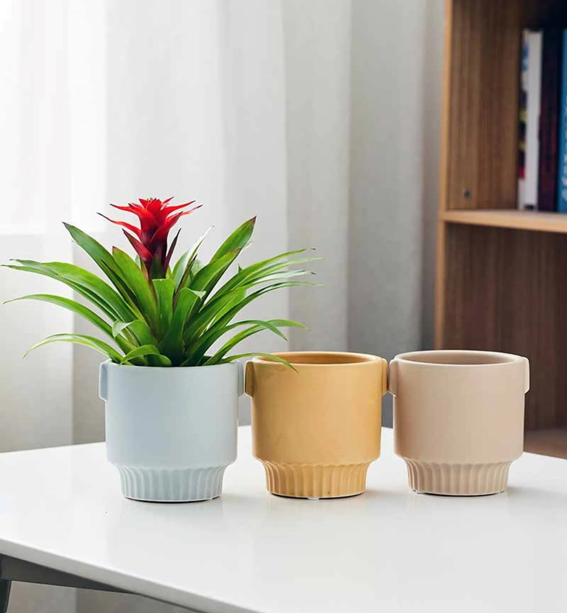 Colorful Pastel Ceramic Pots for Indoor Plants