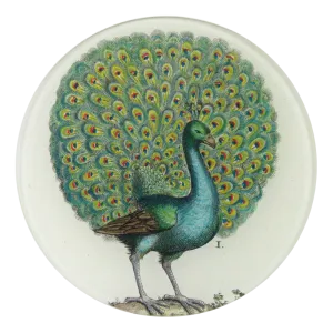Coy Peacock 5 1/4" Round Plate