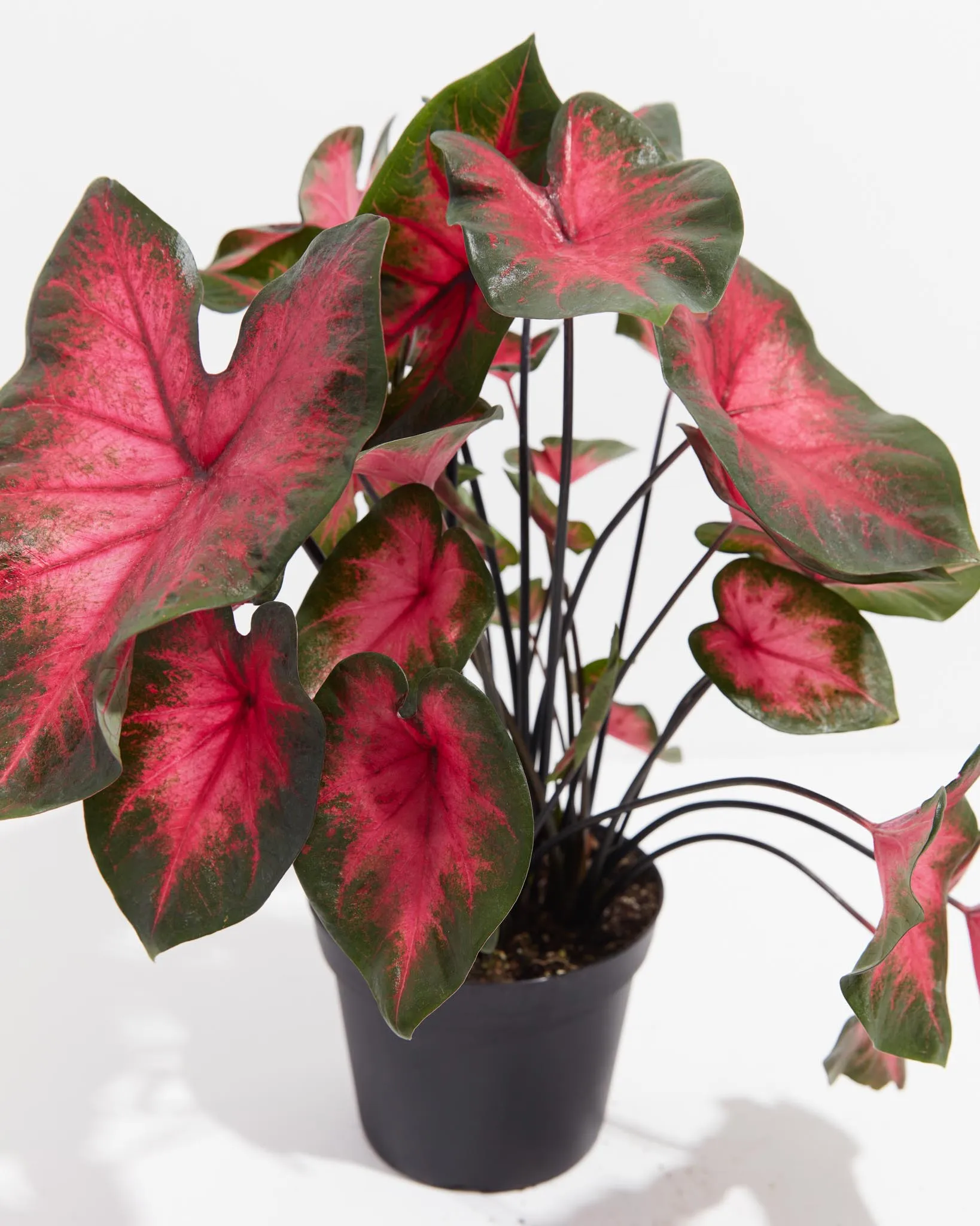 Crimson Red Flash Premium Caladium Bulbs