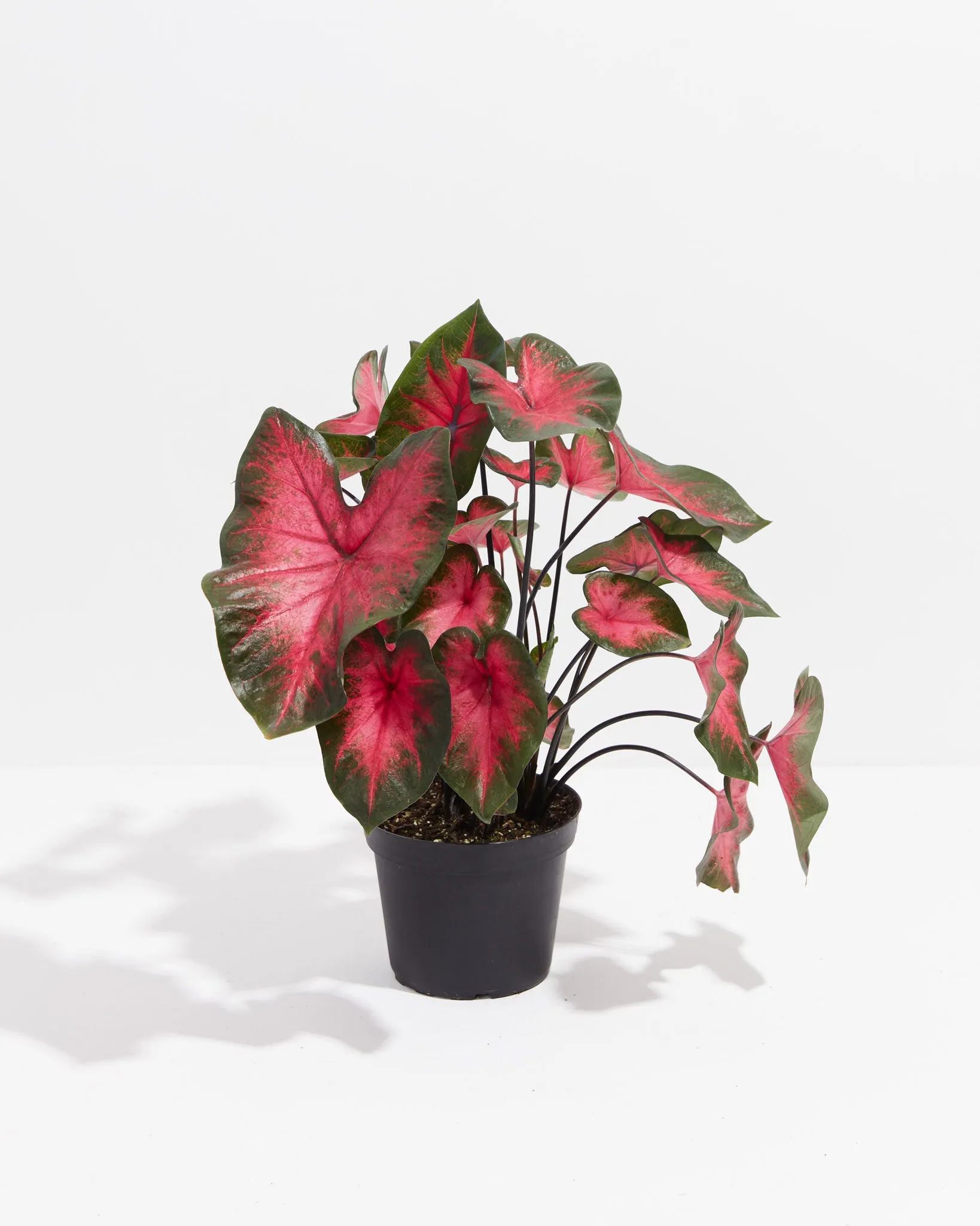 Crimson Red Flash Premium Caladium Bulbs