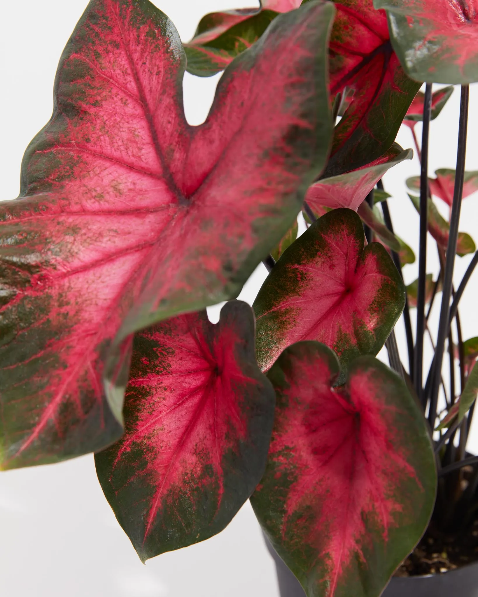 Crimson Red Flash Premium Caladium Bulbs