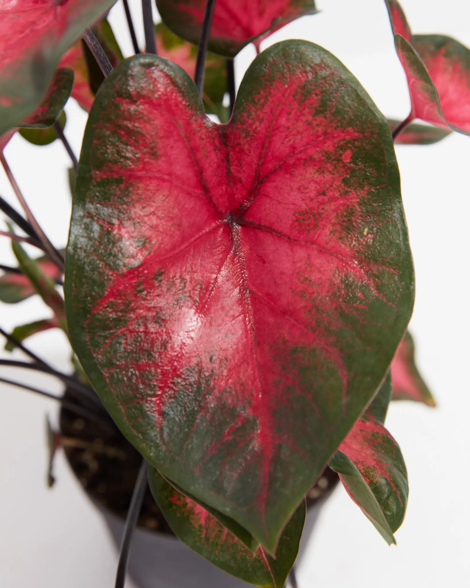 Crimson Red Flash Premium Caladium Bulbs