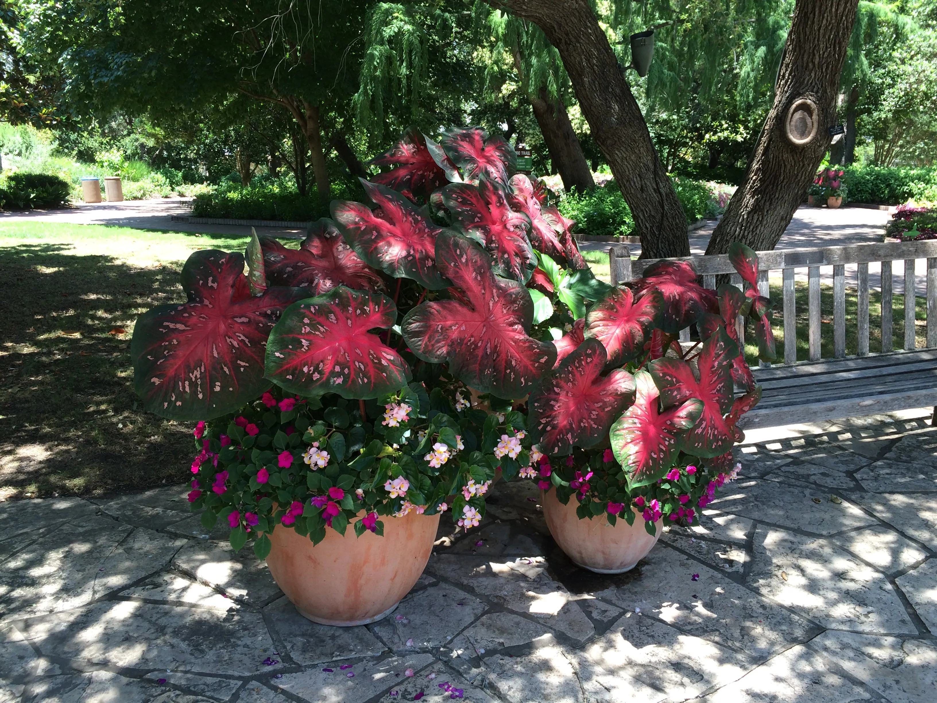 Crimson Red Flash Premium Caladium Bulbs