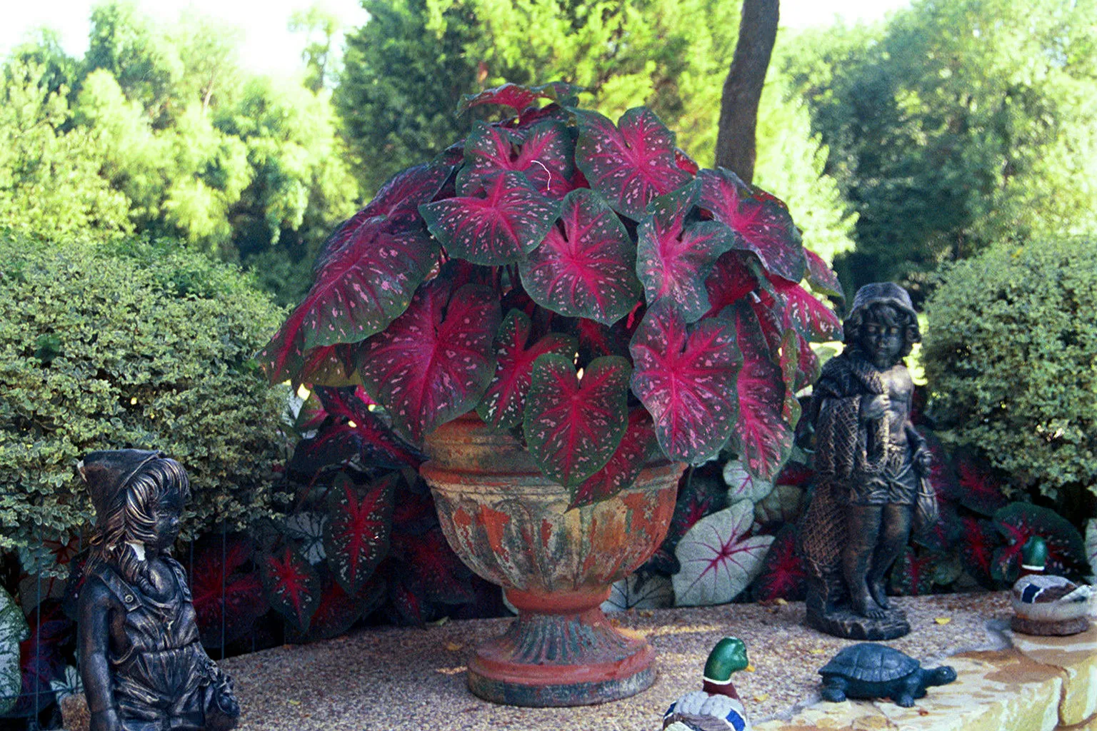 Crimson Red Flash Premium Caladium Bulbs