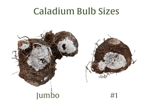Crimson Red Flash Premium Caladium Bulbs