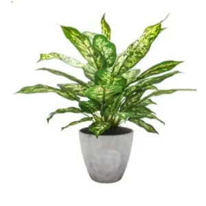 Dieffenbachia 30x43cm