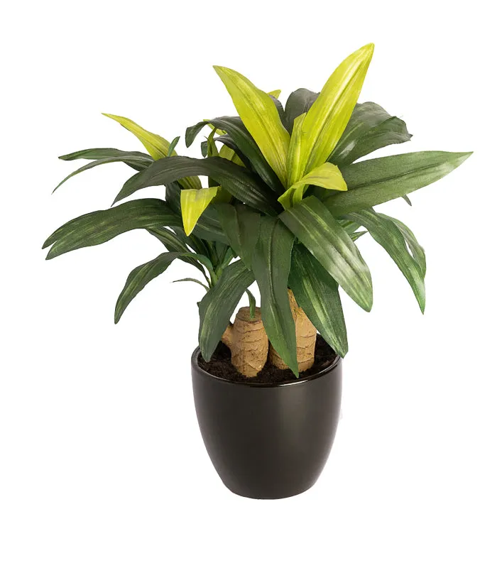 Dracaena bonsai plant