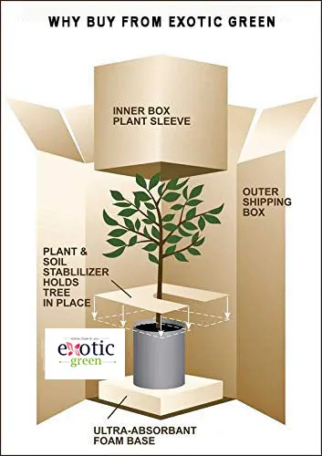 Exotic Green Diwali Gift Combo of Live Green Aglaonema Plant in Handglazed Brown Colour Ceramic Pot I Diwali Gift I Diwali Gift Combo