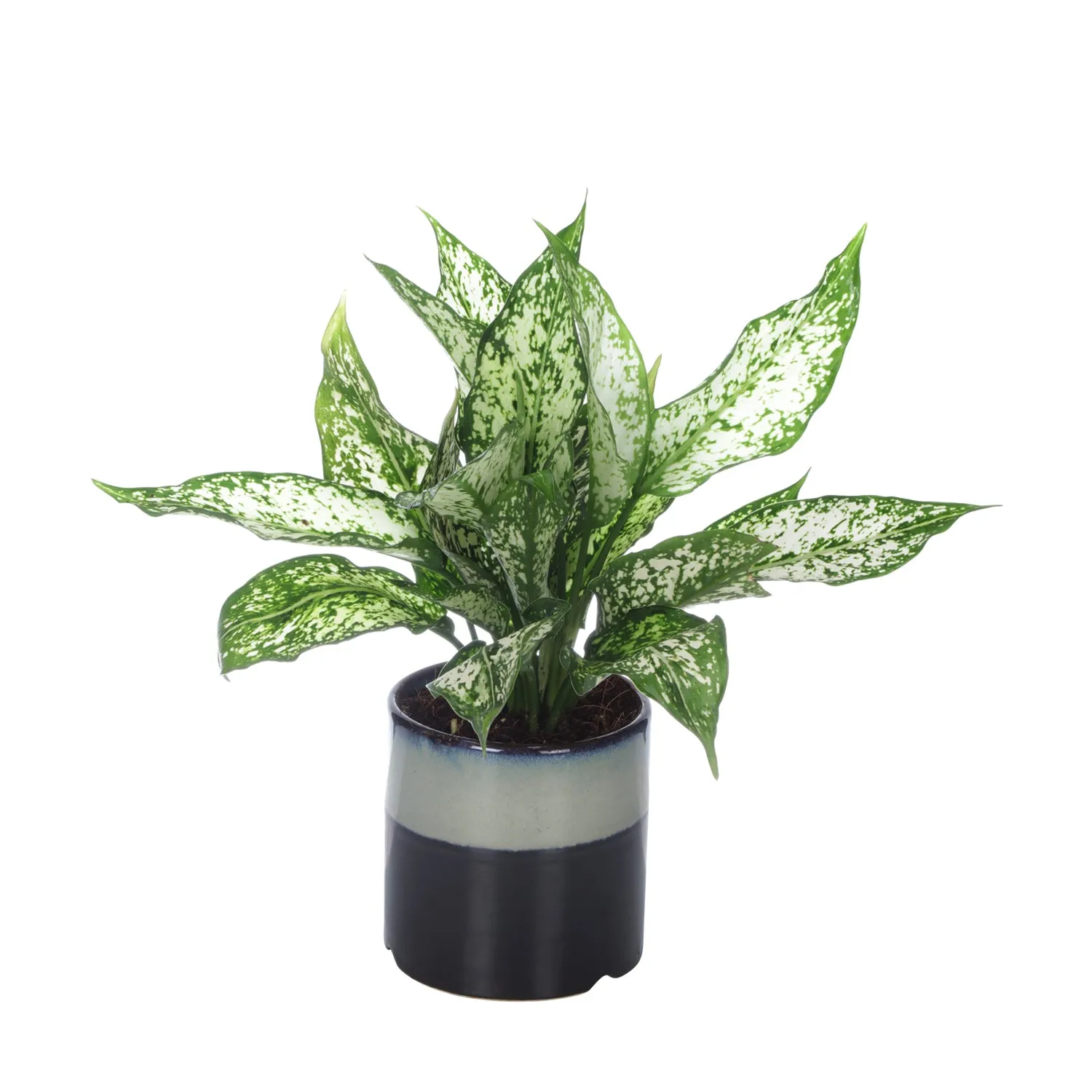 Exotic Green Diwali Gift Combo of Live Green Aglaonema Plant in Handglazed Brown Colour Ceramic Pot I Diwali Gift I Diwali Gift Combo