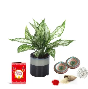 Exotic Green Diwali Gift Combo of Live Green Aglaonema Plant in Handglazed Brown Colour Ceramic Pot I Diwali Gift I Diwali Gift Combo