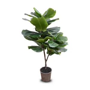 Fiddle Leaf Fig Tree 50"