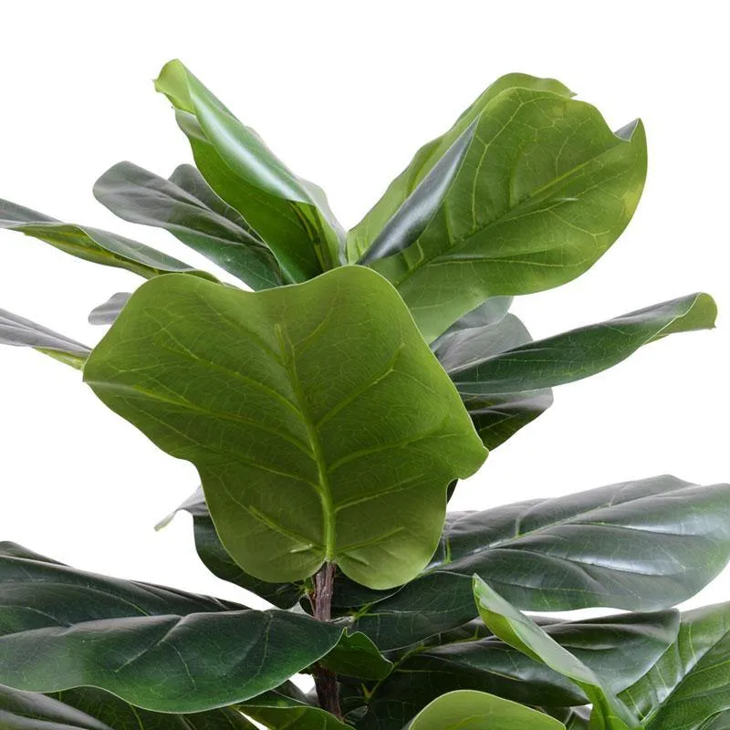 Fiddle Leaf Fig Tree 50"