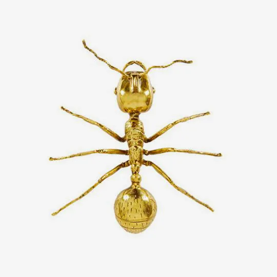 Galapagos Brass Ant
