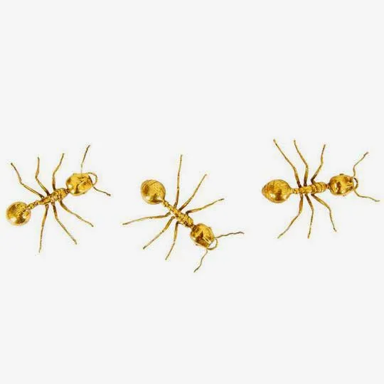 Galapagos Brass Ant