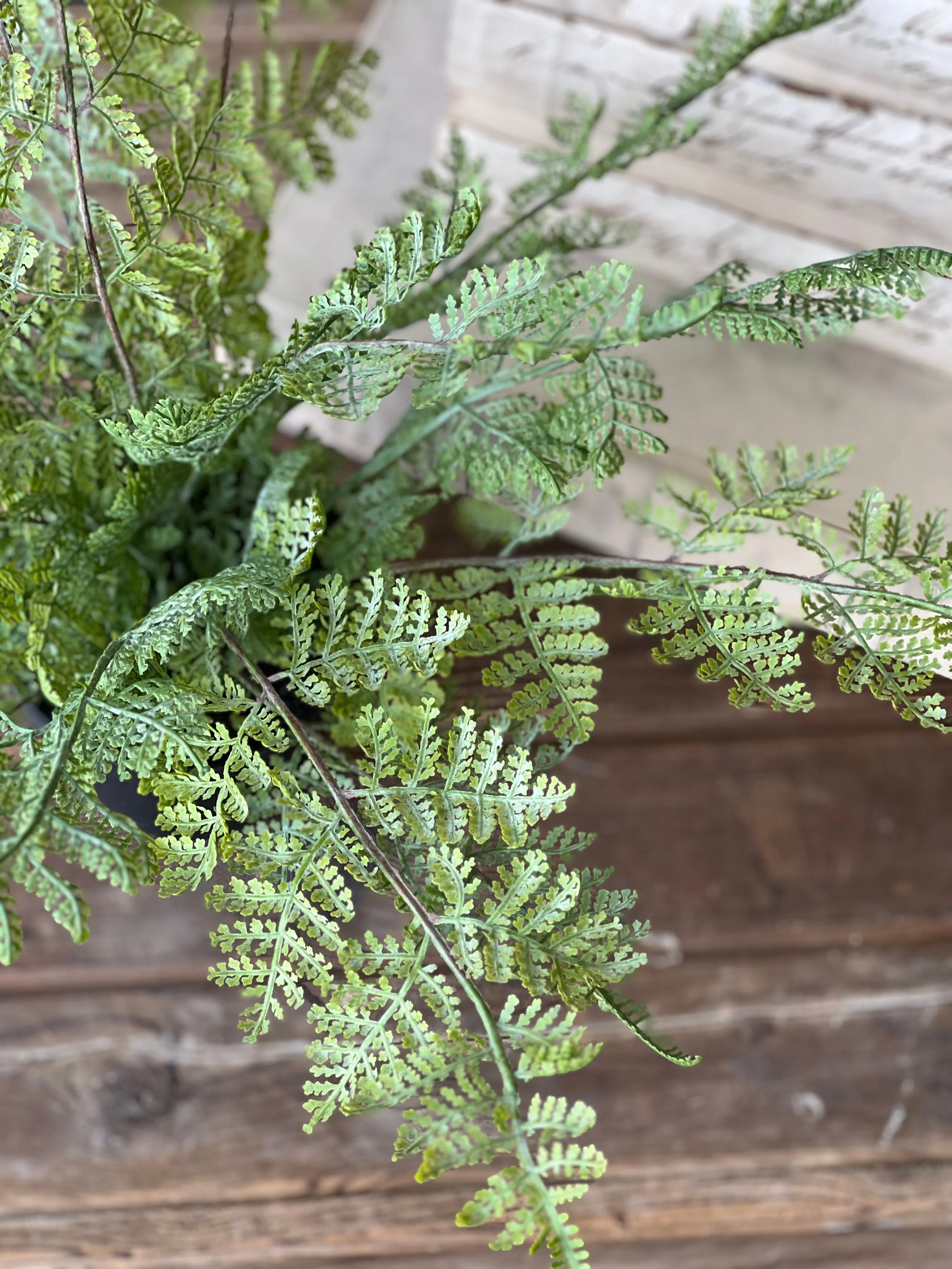 Geneva Potted Fern | 19" | Lace Edge | NOT CURRENTLY IN STOCK-New For Spring 2025!