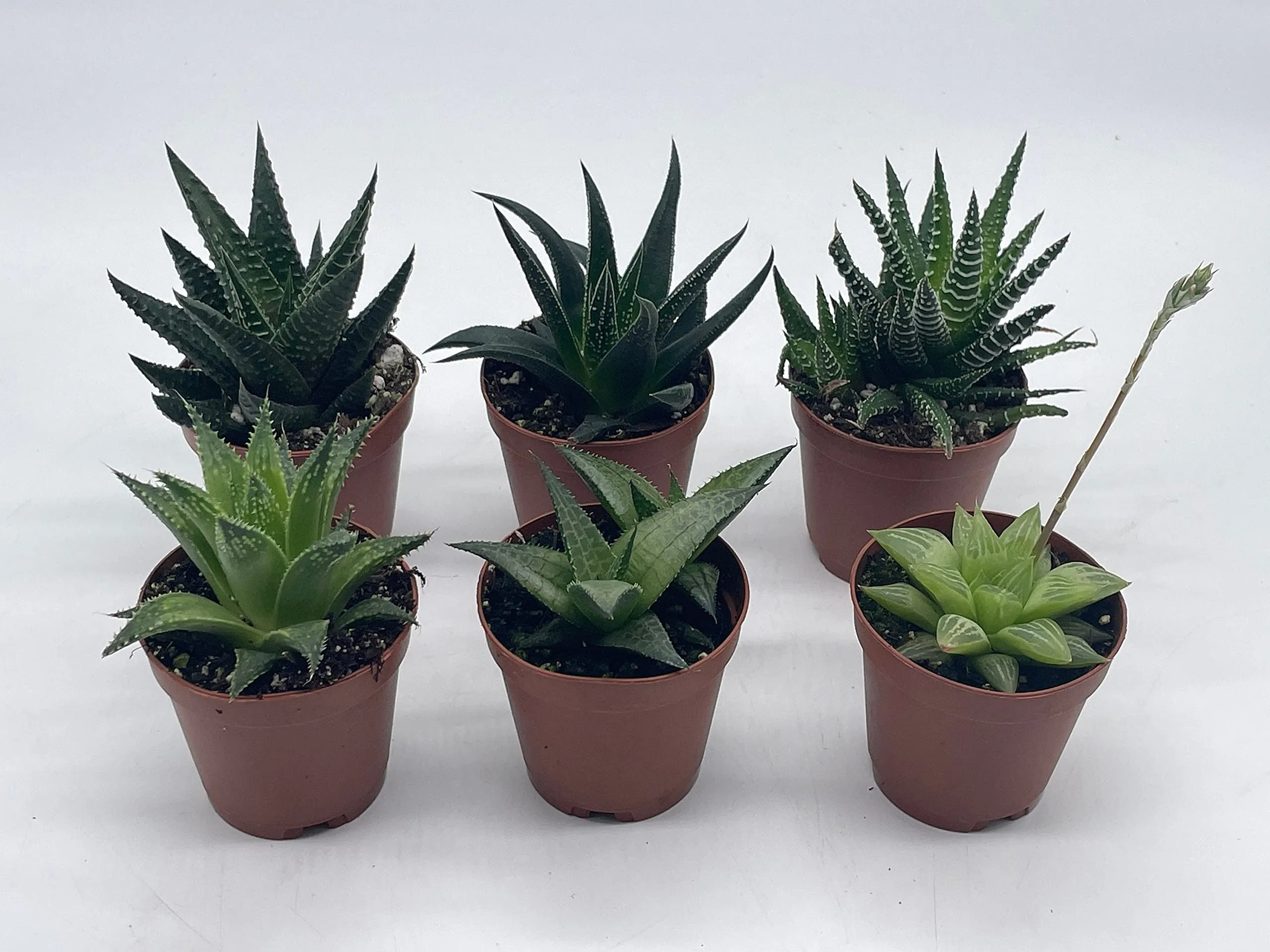 Haworthia Variety Assortment, 6 Different Haworthia Plants, in 2 inch pots, Super Cute, Best Gift, Plant Collection Set, Variety Bundle