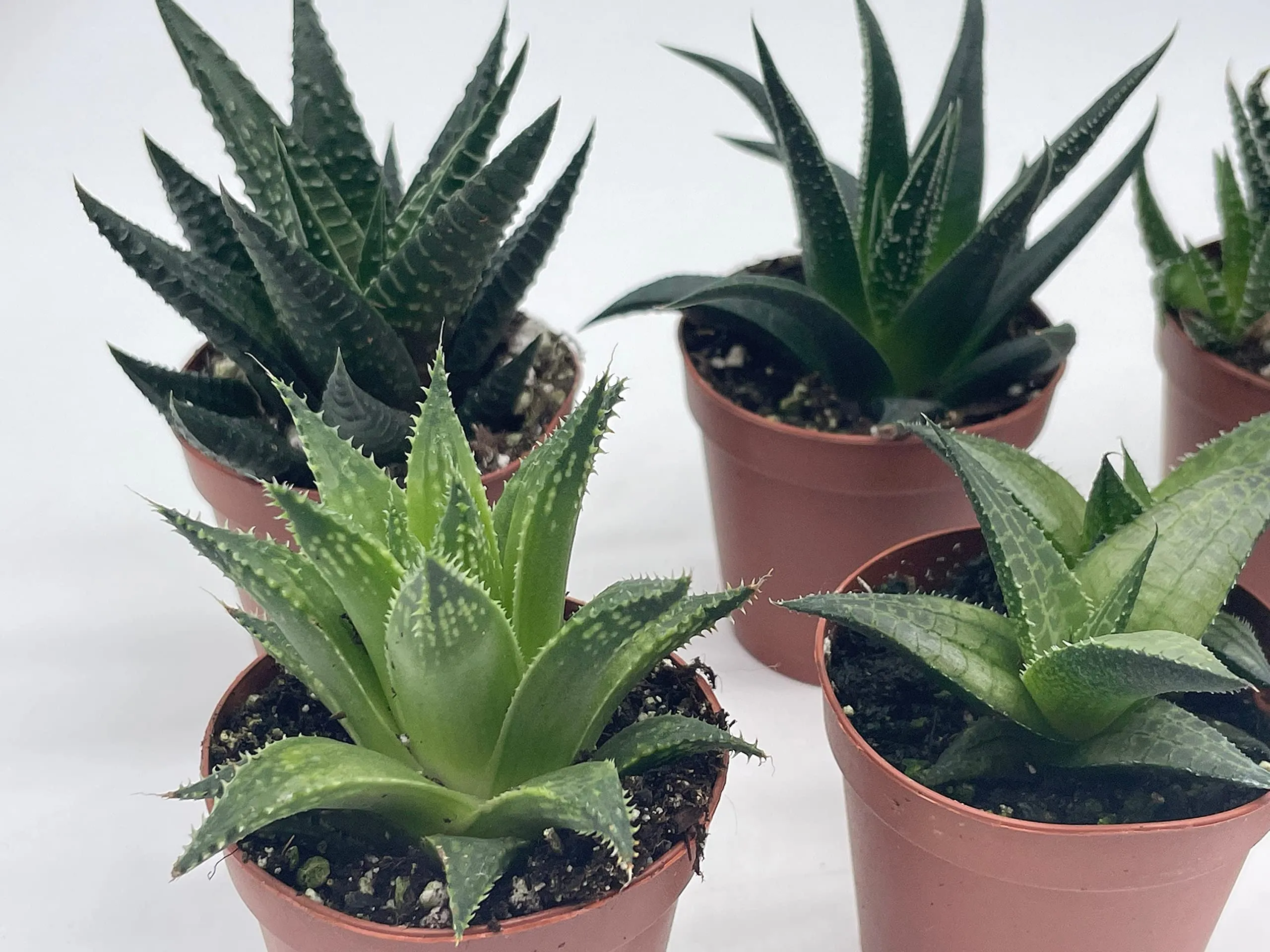 Haworthia Variety Assortment, 6 Different Haworthia Plants, in 2 inch pots, Super Cute, Best Gift, Plant Collection Set, Variety Bundle