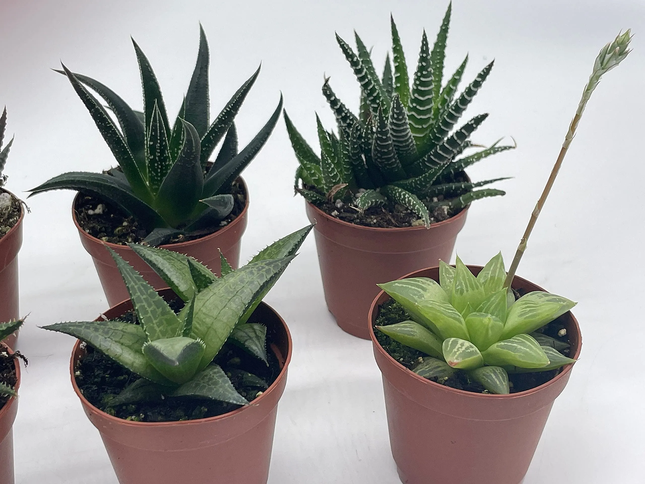 Haworthia Variety Assortment, 6 Different Haworthia Plants, in 2 inch pots, Super Cute, Best Gift, Plant Collection Set, Variety Bundle