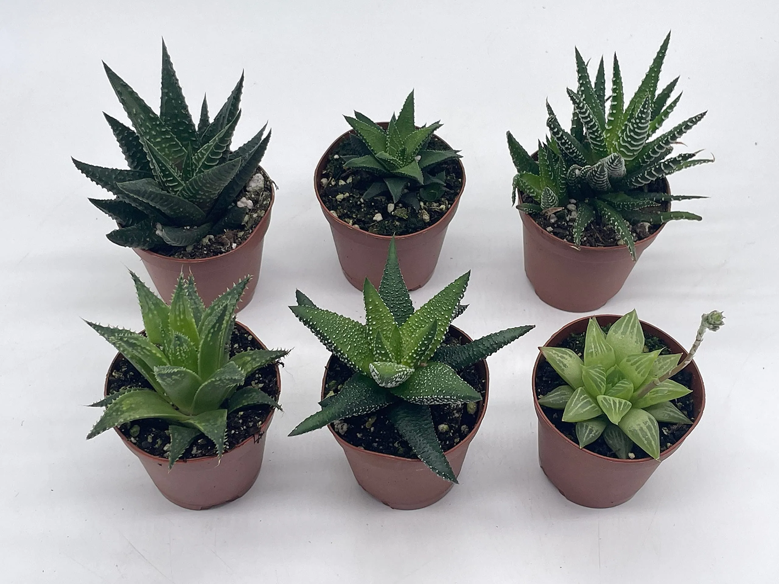 Haworthia Variety Assortment, 6 Different Haworthia Plants, in 2 inch pots, Super Cute, Best Gift, Plant Collection Set, Variety Bundle