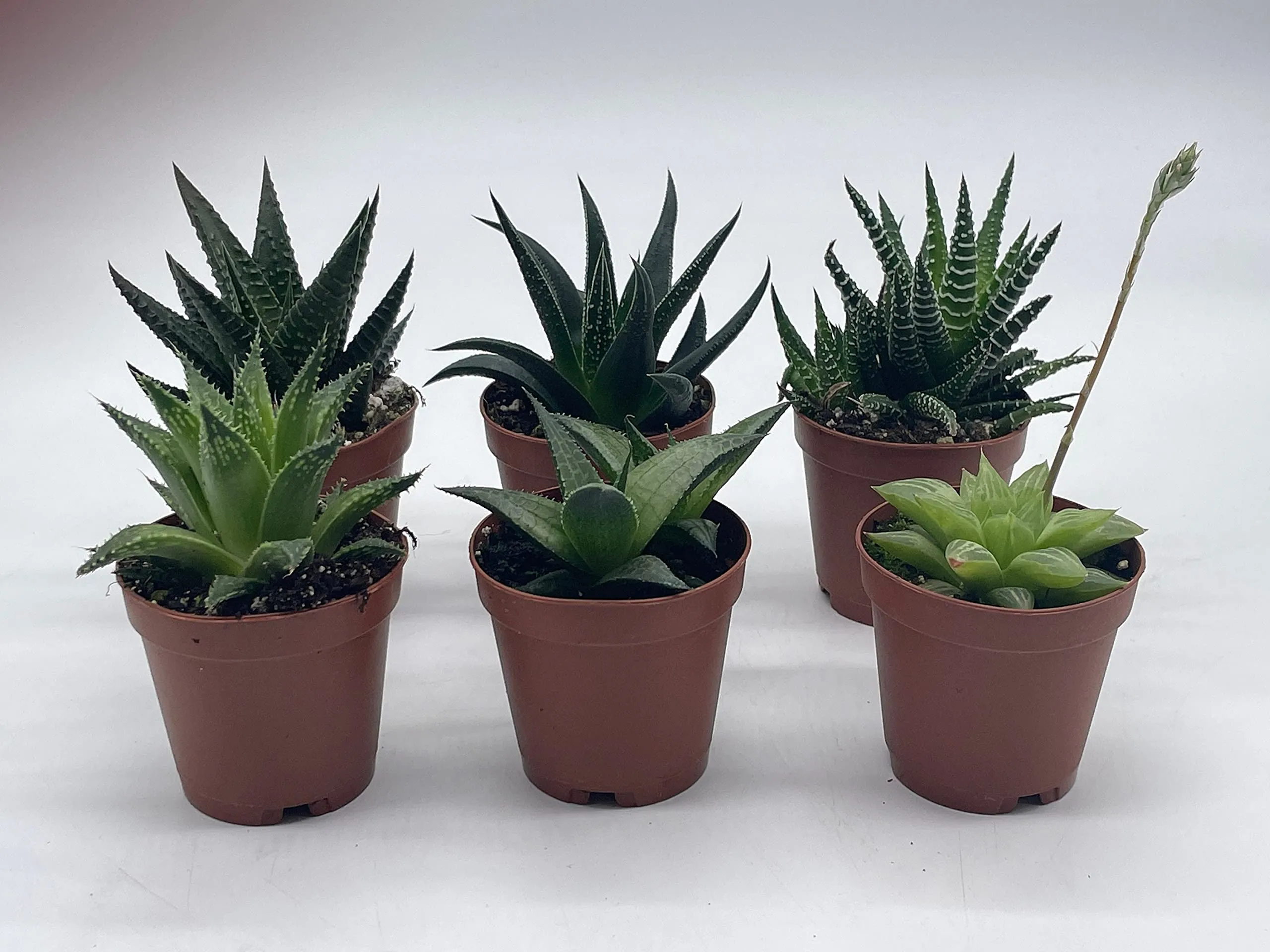 Haworthia Variety Assortment, 6 Different Haworthia Plants, in 2 inch pots, Super Cute, Best Gift, Plant Collection Set, Variety Bundle