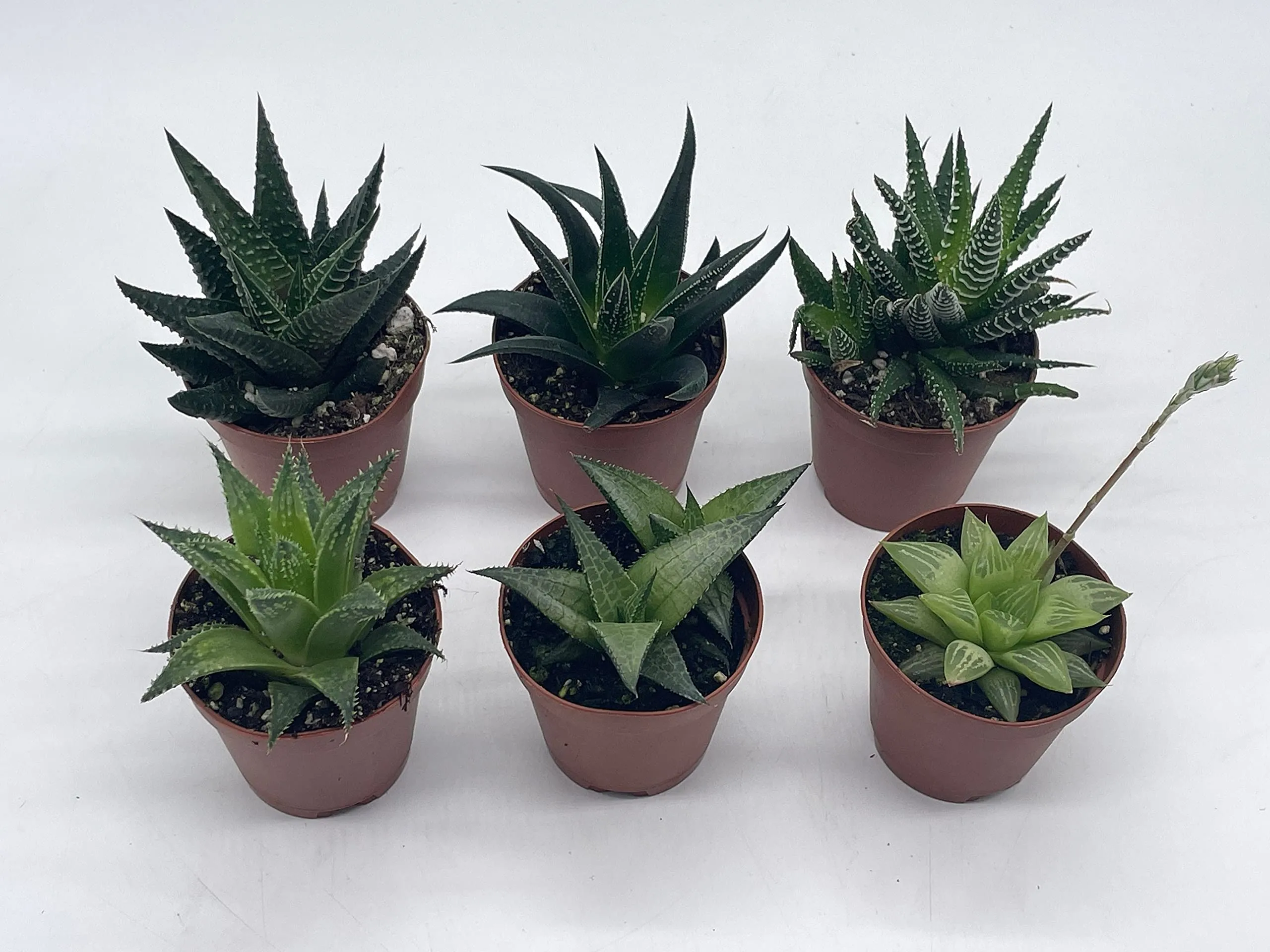 Haworthia Variety Assortment, 6 Different Haworthia Plants, in 2 inch pots, Super Cute, Best Gift, Plant Collection Set, Variety Bundle