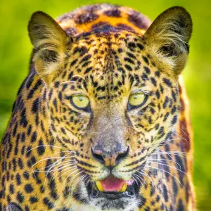 Leopard Photographic Coaster
