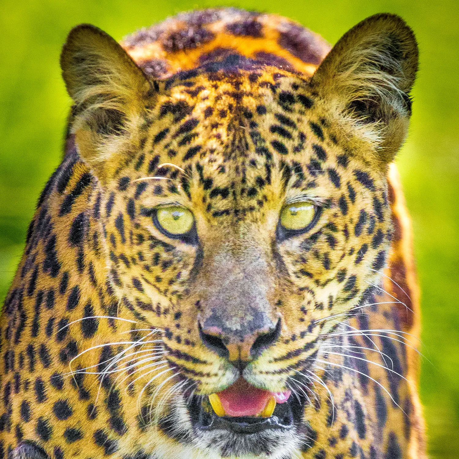 Leopard Photographic Coaster
